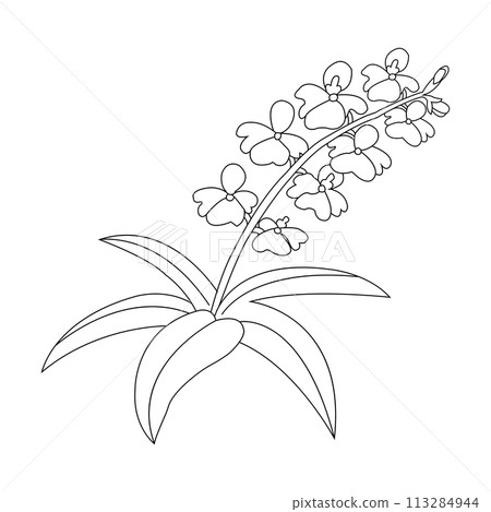 Orchid flower icon 113284944