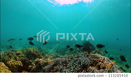 Coral reef and tropical fish under the sea floor. Underwater world background. 113285410