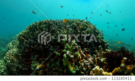 Beautiful and diverse coral reef with fishes of undersea world. 113285411