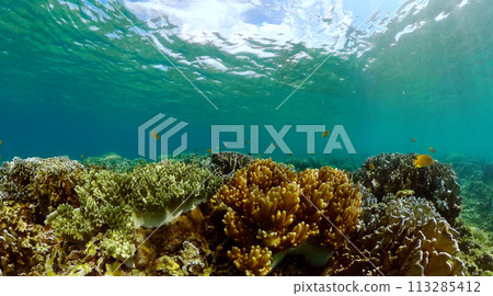 Coral reef ecosystem. Underwater world scenery of colorful fish and corals. 113285412