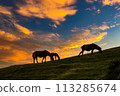 Cape Toi, parent and foal, Misaki horses, evening scenery, Kushima, Miyazaki 113285674