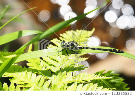 大衛薩那（男） 113285823