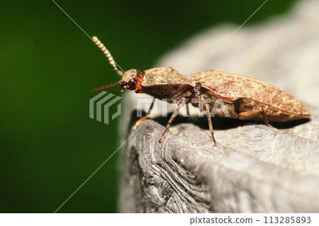 A kind of click beetle 113285893