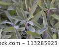 Sage green and purple plant leaf. Salvia officinalis Purpurascens. Growing medicinal herbs. Homeopathy aromatherapy. 113285923