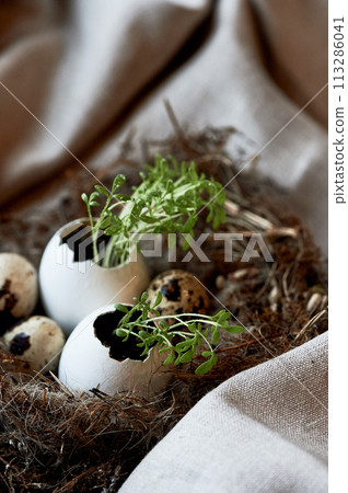 Ecology. Greens sprouted in an egg shell. A nest as a symbol of new life Ecology. Greens sprouted in an egg shell. A nest as a symbol of new life 113286041
