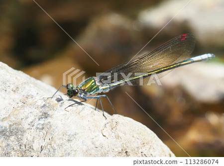 豆娘（雄性，無色翅型） 113286074