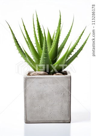 Houseplant aloe. Green sprout in a square ceramic pot. Evergreen potted plant isolated on white background. 113286178