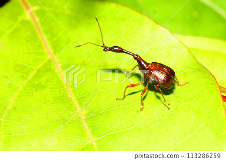 鬍子的甲蟲（男） 113286259