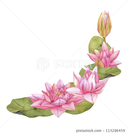 Lotus Flowers flowers. Hand drawn watercolor illustration of tropical pink waterlily and green leaves on isolated background. Bundle of water lily for clipart or spa or Zen design. Botanical drawing 113286459