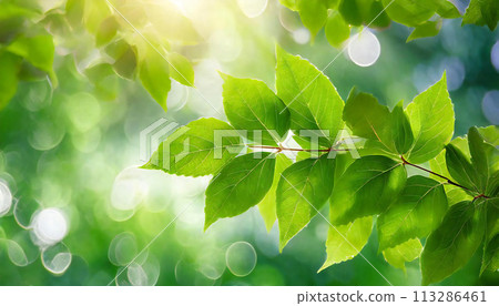 Fresh green leaves, blurred background, eco/environmental image 113286461