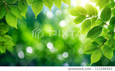 Fresh green leaves, blurred background, eco/environmental image 113286463