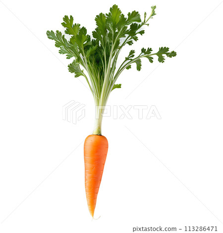 Carrot seedling feathery green leaves slender stem and fine white roots side view The final-transparent 113286471