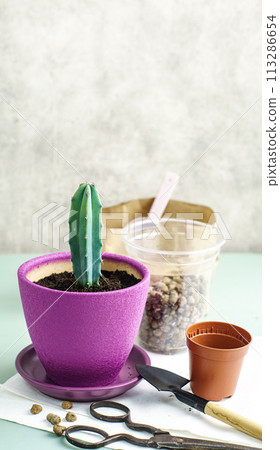 Small cactus has been moved into a new pot are on the table 113286654
