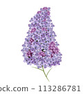 lilac flowers isolated on white background 113286781