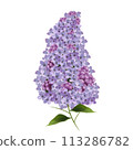 lilac flowers isolated on white background 113286782