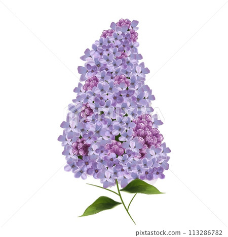lilac flowers isolated on white background lilac flowers isolated on white background 113286782