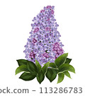 Lilac with leaves 113286783