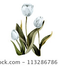 Tulips in a watercolour style 113286786