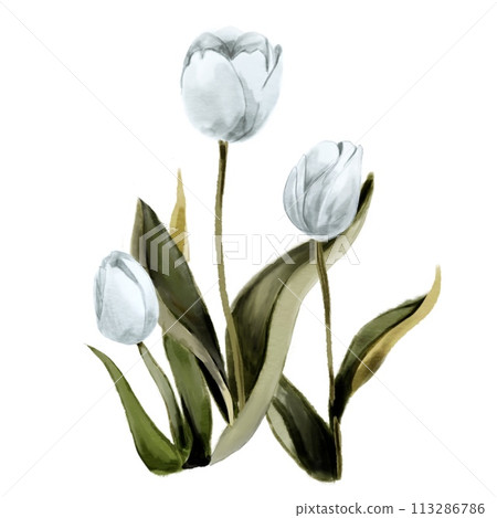 Tulips in a watercolour style Tulips in a watercolour style 113286786