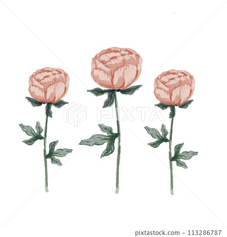 Set of peonies Set of peonies 113286787