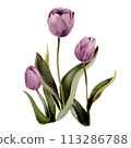 purple tulip flowers in a watercolor style 113286788