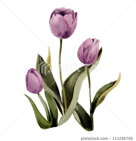 purple tulip flowers in a watercolor style purple tulip flowers in a watercolor style 113286788