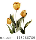 tulips in a watercolor style isolated 113286789