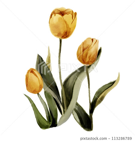 tulips in a watercolor style isolated tulips in a watercolor style isolated 113286789