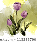 wildflower tulip flower in a watercolor 113286790