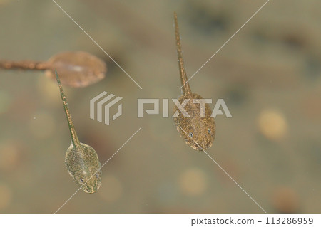 Tadpoles 113286959