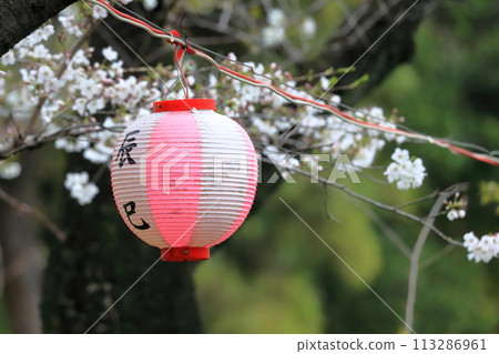 辰巳之森綠道公園的櫻花樹(東京都江東區) 辰巳之森綠道公園的櫻花樹(東京都江東區) 113286961