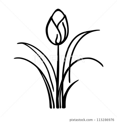 Line drawing art, floral illustration, botanical flower isolated, simple art design, abstract line, vector for frame, fashion design, web images, packaging Line drawing art, floral illustration, botanical flower isolated, simple art design, abstract line, vector for frame, fashion design, web images, packaging 113286976