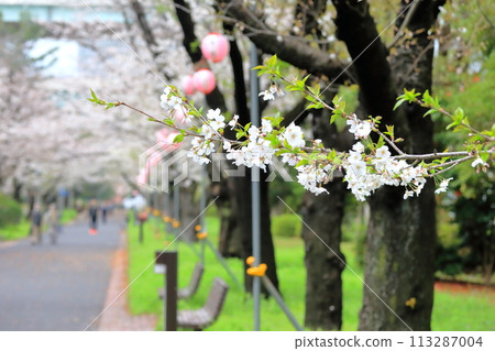 Cherry blossom trees at Tatsumi no Mori Park (Koto-ku, Tokyo) Cherry blossom trees at Tatsumi no Mori Park (Koto-ku, Tokyo) 113287004