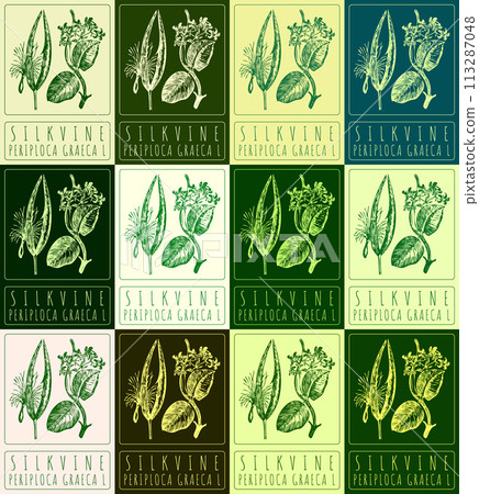 Set of vector drawing SILKVINE in various colors. Hand drawn illustration. The Latin name is PERIPLOCA GRAECA L Set of vector drawing SILKVINE in various colors. Hand drawn illustration. The Latin name is PERIPLOCA GRAECA L 113287048