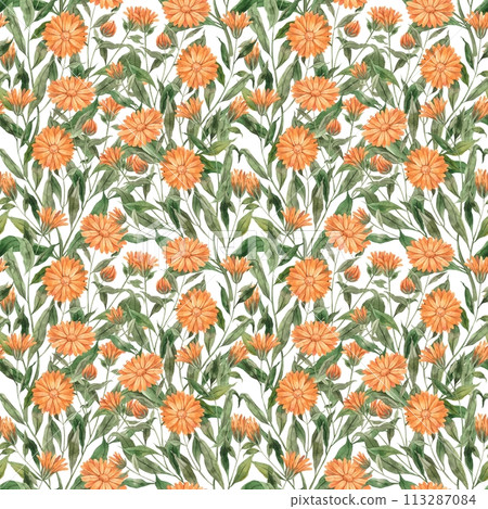 Watercolor botanical pattern of calendula with leaves on a white background. Illustration is hand drawn, suitable for menu design, packaging, poster, website, textile, invitation, brochure, textile. Watercolor botanical pattern of calendula with leaves on a white background. Illustration is hand drawn, suitable for menu design, packaging, poster, website, textile, invitation, brochure, textile. 113287084