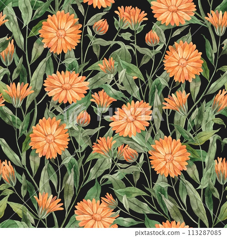 Watercolor botanical pattern of calendula with leaves on a dark green background. Illustration is hand drawn, suitable for menu design, packaging, poster, website, textile, invitation brochure textile Watercolor botanical pattern of calendula with leaves on a dark green background. Illustration is hand drawn, suitable for menu design, packaging, poster, website, textile, invitation brochure textile 113287085