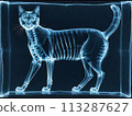 X-ray images of cat animal.  Illustration project in dark color 113287627