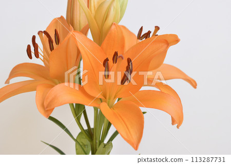 百合花 百合花 113287731