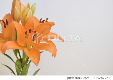 百合花 百合花 113287732