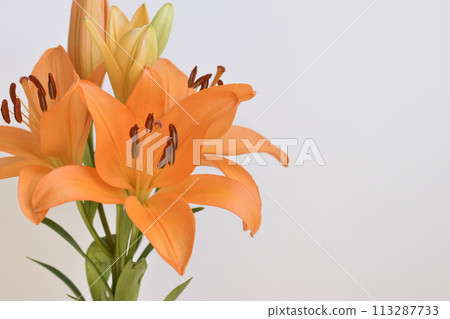 Lily Lily 113287733