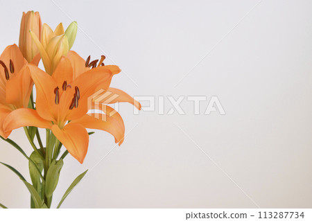 Lily Lily 113287734