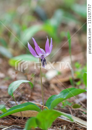Spring flowers Katakuri Spring flowers Katakuri 113287757