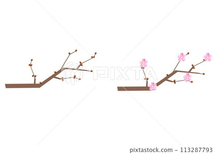 櫻花開始開放。櫻花第一次開放。櫻花開始綻放。 113287793