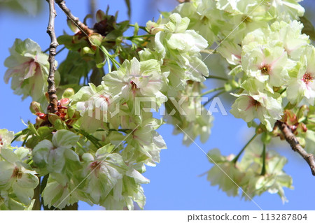 盛開的重瓣櫻花特寫【藍天背景】 113287804