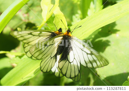 白蝴蝶（2隻） 113287811