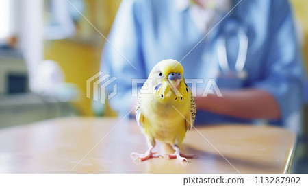 A pet, an exotic bird, yellow wavy parrot sits on table in a veterinarian's office in medical clinic, against the background of a blurred silhouette of doctor. Animal health, protection and care A pet, an exotic bird, yellow wavy parrot sits on table in a veterinarian's office in medical clinic, against the background of a blurred silhouette of doctor. Animal health, protection and care 113287902