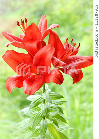 鮮紅百合，大花，東方雜種，綠色自然背景 113287918