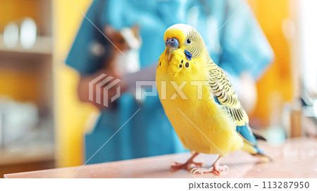 A pet, an exotic bird, yellow wavy parrot sits on table in a veterinarian's office in medical clinic, against the background of a blurred silhouette of doctor. Animal health, protection and care 113287950