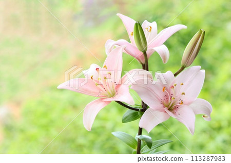 淡粉紅百合,大花,東方雜種,綠色自然背景 淡粉紅百合,大花,東方雜種,綠色自然背景 113287983
