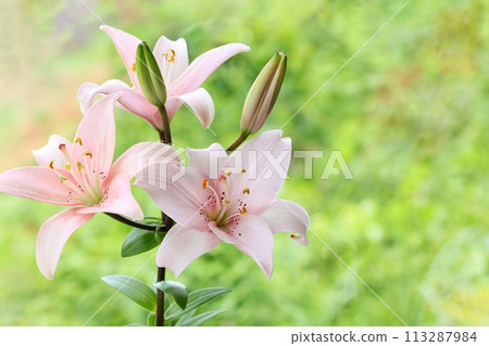 淡粉紅百合,大花,東方雜種,綠色自然背景 淡粉紅百合,大花,東方雜種,綠色自然背景 113287984